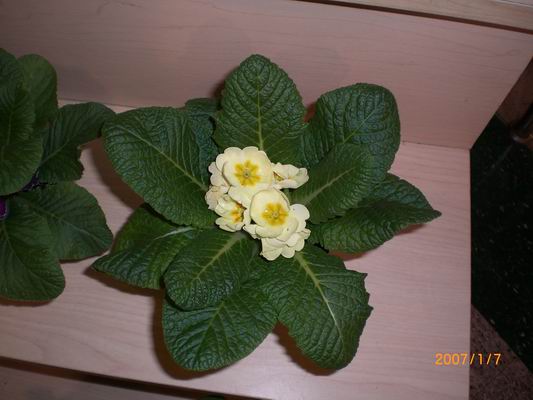 Resize of CIMG0501.JPG